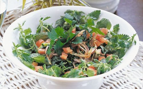 Isırgan otu salatası